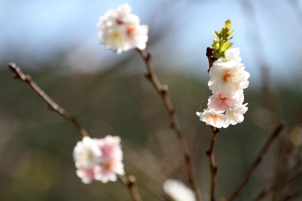 秋桜_b0190710_23154374.jpg