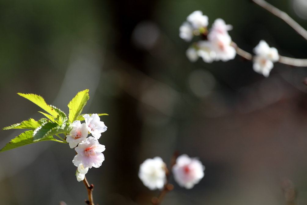 秋桜_b0190710_23161138.jpg