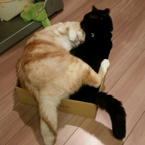 e0144012_05523174.jpeg