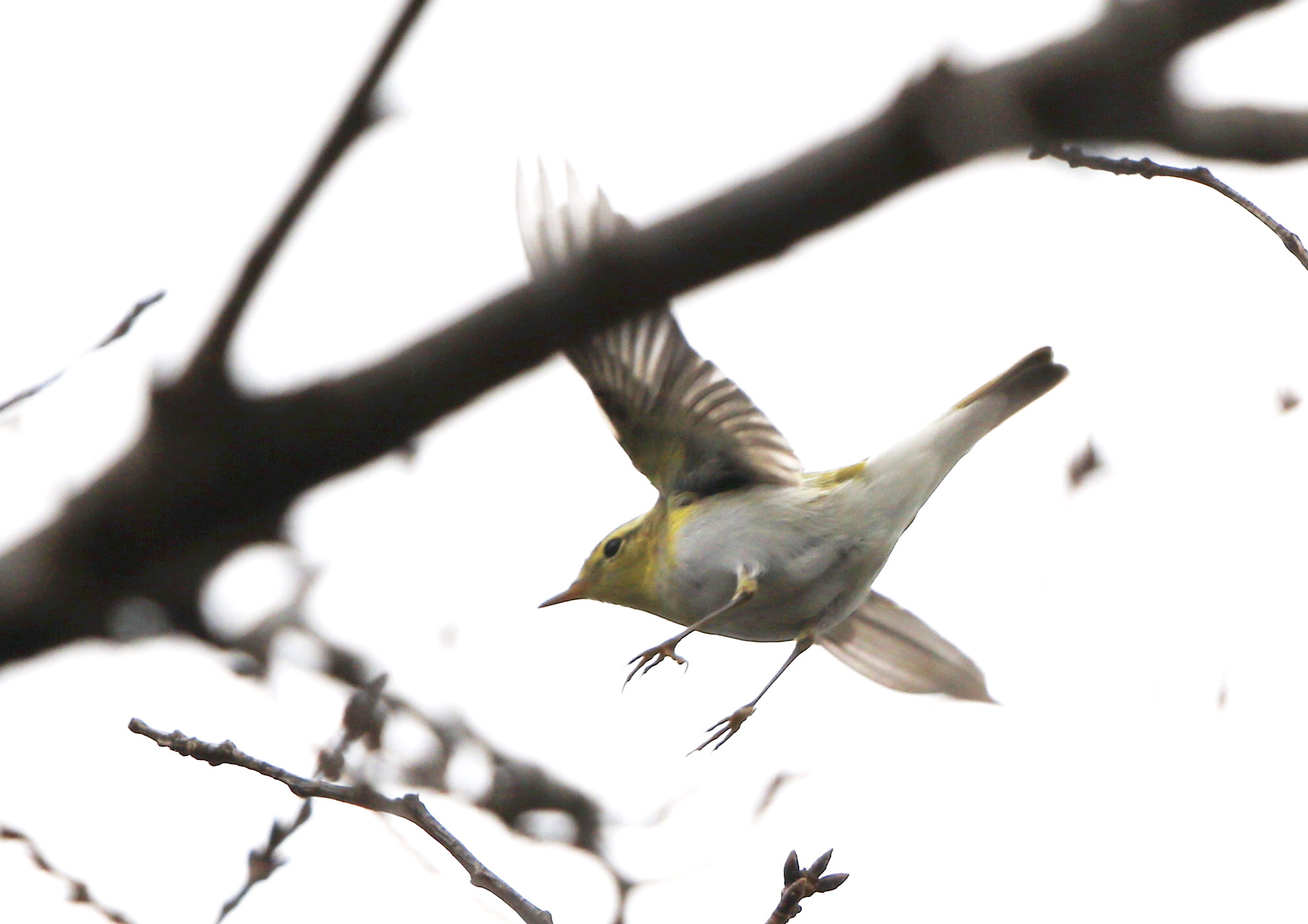 モリムシクイ（超珍鳥との事です。）その１_f0239515_1817653.jpg