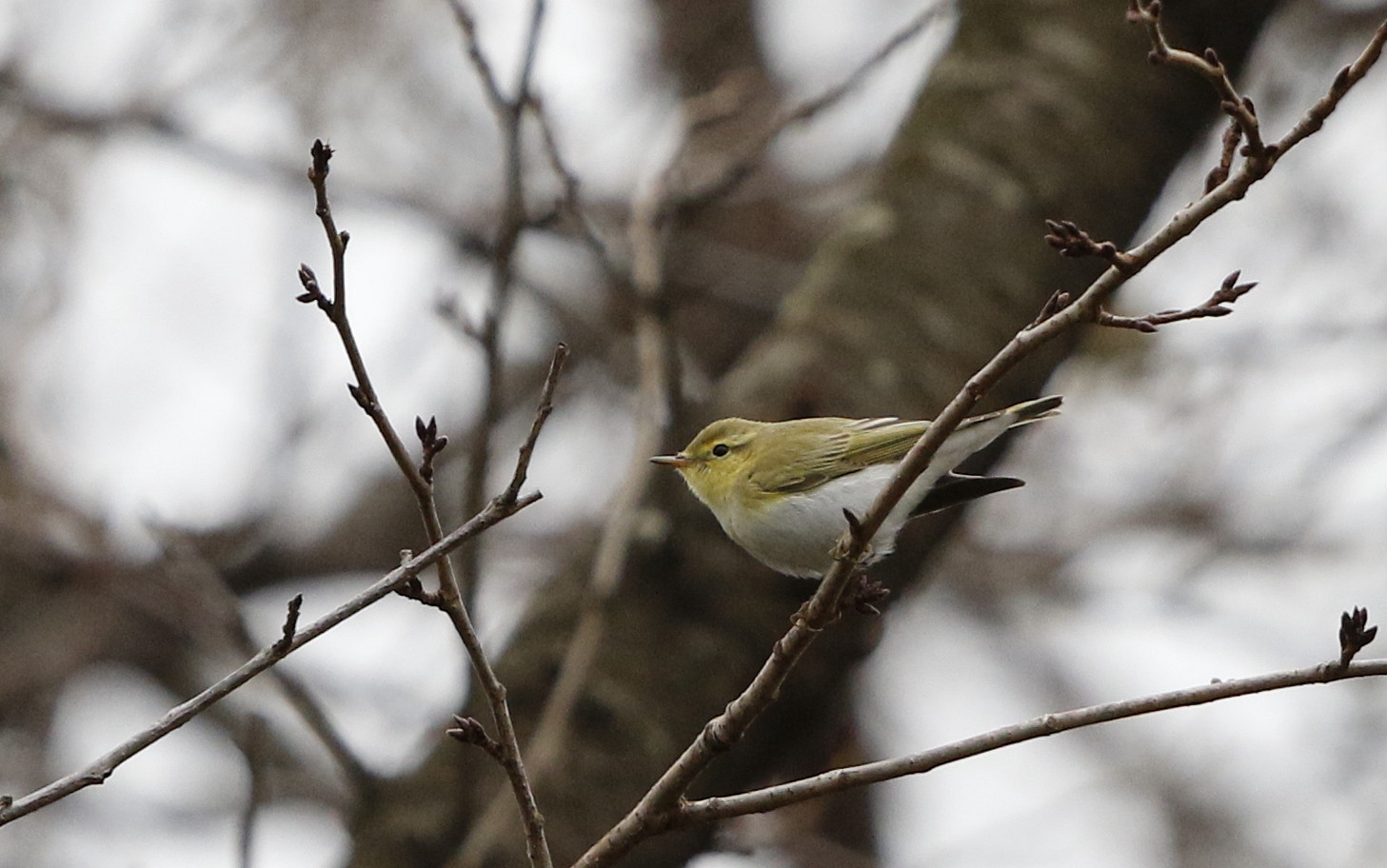 モリムシクイ(超珍鳥との事です。)その1_f0239515_1892114.jpg