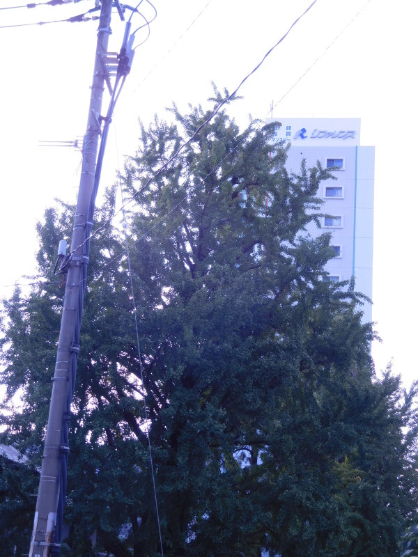 a0125419_22120212.jpg