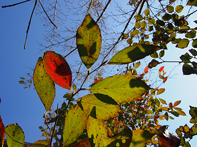 c0103119_14353437.jpg