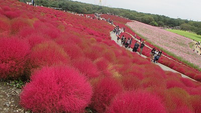 ひたち海浜公園のコキアの紅葉_b0199933_16122779.jpg