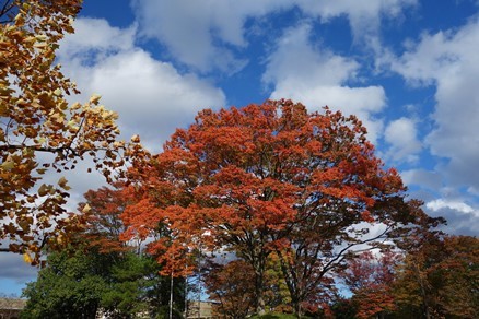 宮城県美術館の紅葉_b0169238_21411603.jpg