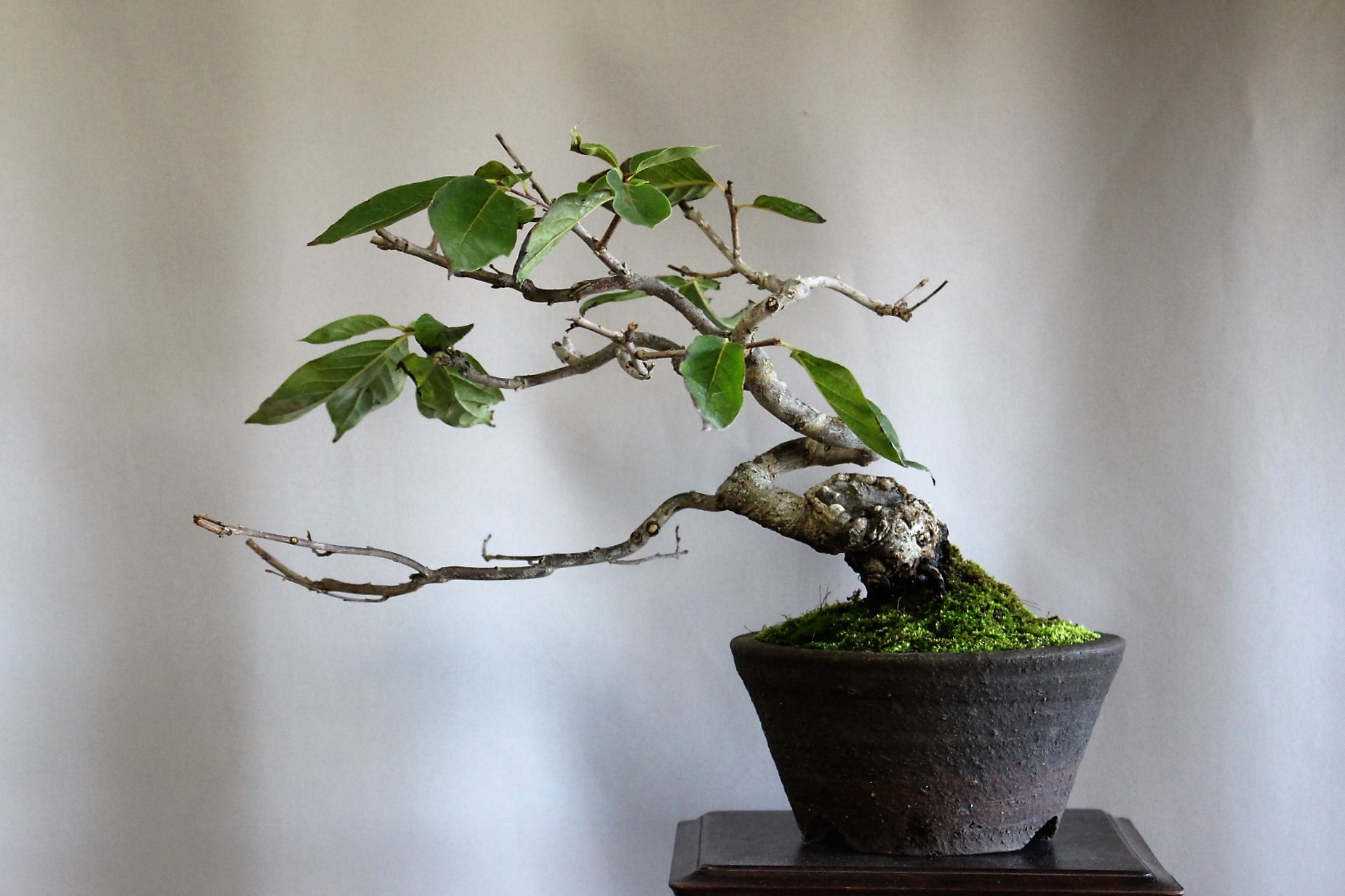 あまんどう（豆柿） : 雨宮園 ～盆栽・山野草・陶芸～ 趣味が仕事でも ...