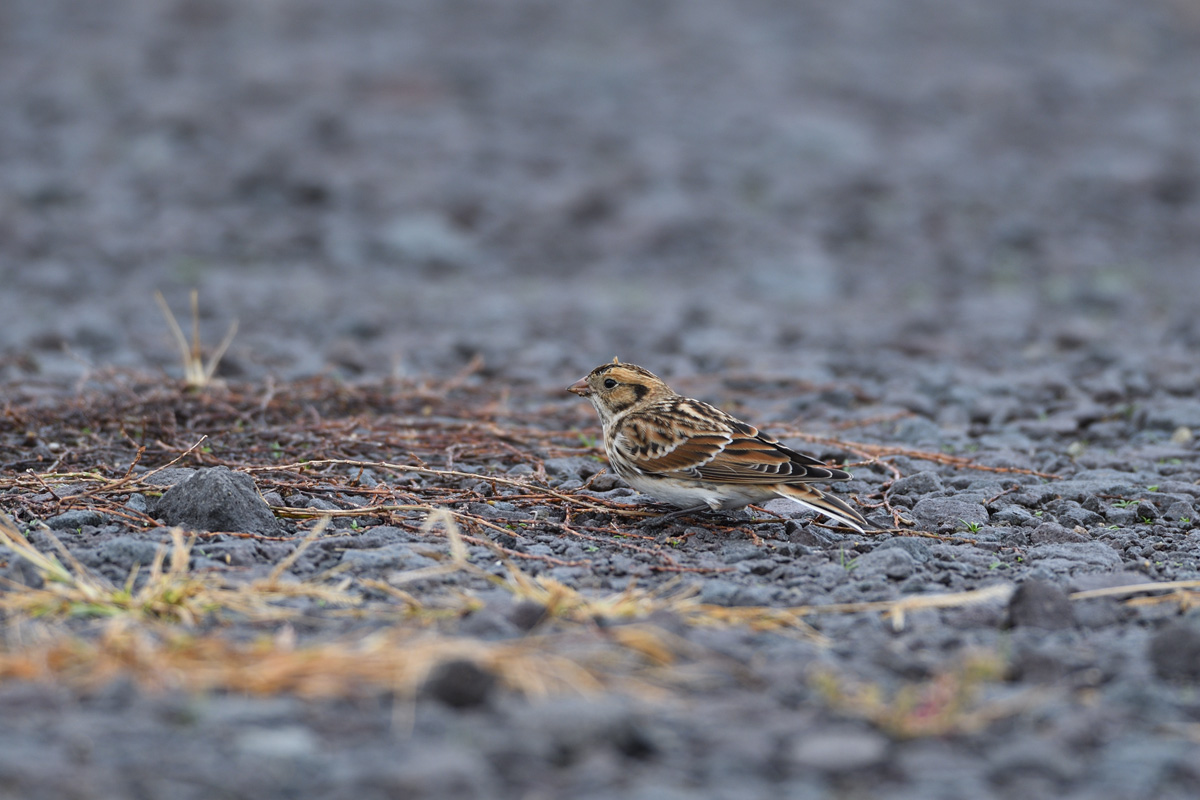 ２０１６年１０月、１１月の鳥たち  _a0039245_2149969.jpg