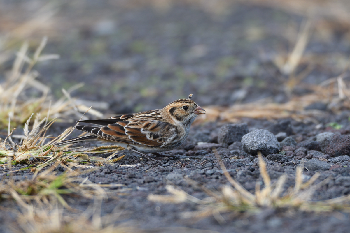 ２０１６年１０月、１１月の鳥たち  _a0039245_2159937.jpg