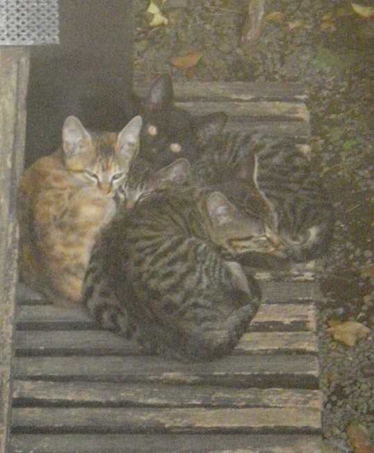 こねこの寄る辺なさ キャットニップ 大島弓子 ローイン ザ ナイト