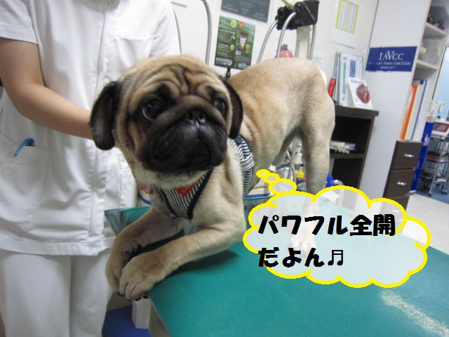 【院長が見ただけで病名を当てたテツ君また登場】_b0059154_15235249.jpg