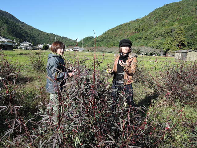 宇治の田中さんハイビスカス摘みに来られました。_a0144564_20522975.jpg