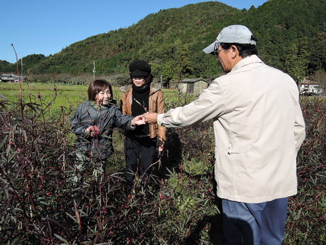 宇治の田中さんハイビスカス摘みに来られました。_a0144564_211551.jpg