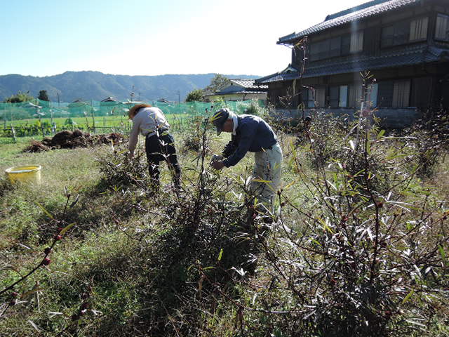 宇治の田中さんハイビスカス摘みに来られました。_a0144564_2154749.jpg