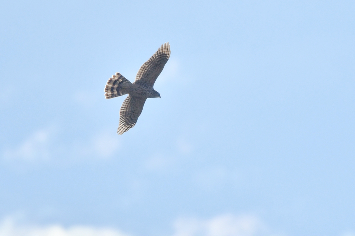 オオタカ 白いカワウ_f0053272_2056685.jpg