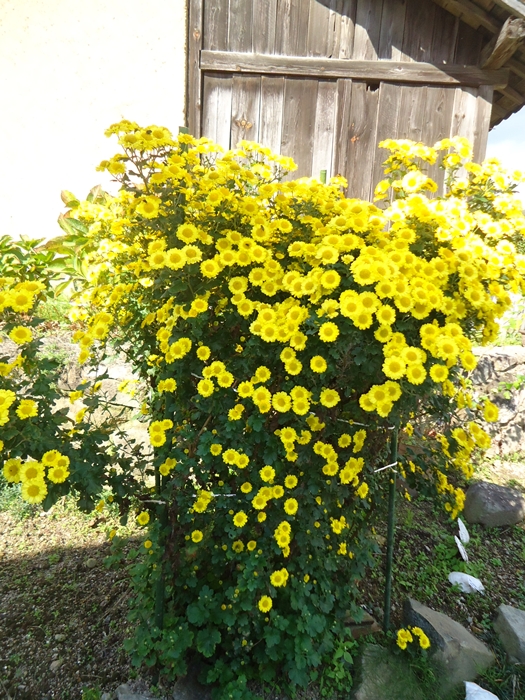 a0199979_20161431.jpg