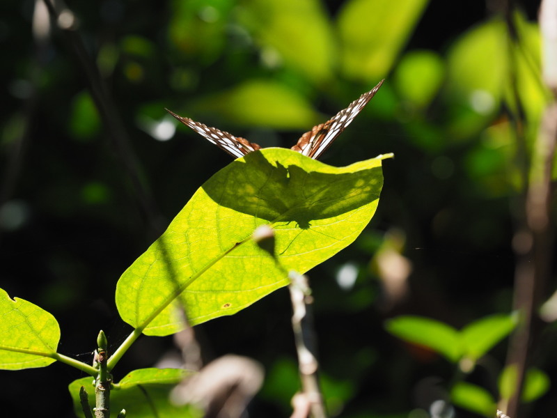 b0368380_21363710.jpg