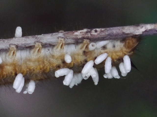 d0088184_22032167.jpg