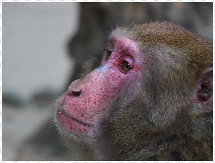 高崎山＆うみたまご動物フォト教室に参加して　　最終章だよ～_b0175688_22574322.jpg