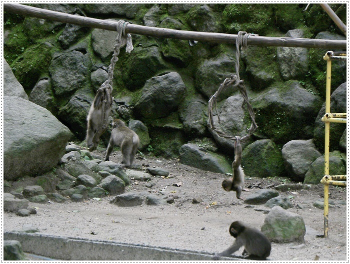 高崎山＆うみたまご動物フォト教室に参加して　　最終章だよ～_b0175688_23001937.jpg