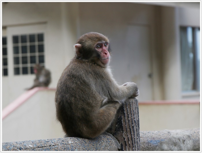 高崎山＆うみたまご動物フォト教室に参加して　　最終章だよ～_b0175688_23052453.jpg