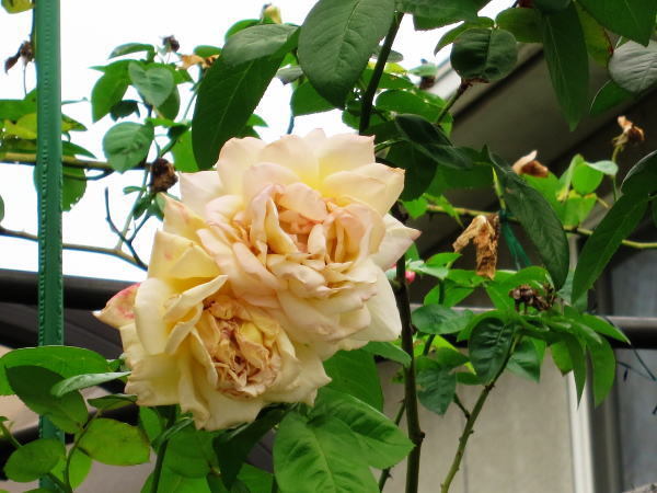 a0318189_13481696.jpg