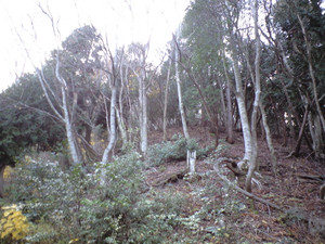 e0359590_10062208.jpg