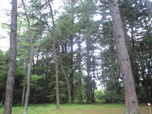 e0359590_10071277.jpg