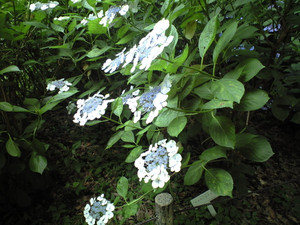 e0359590_10071348.jpg