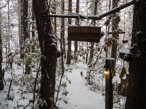 紅葉真っ只中の”カラマツ”にも積雪・・今年は早い?_f0276498_22315904.jpg