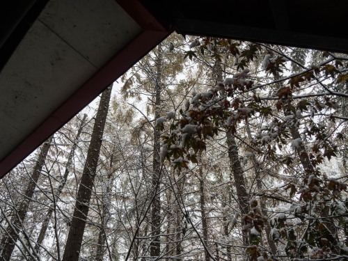 紅葉真っ只中の”カラマツ”にも積雪・・今年は早い?_f0276498_22323778.jpg
