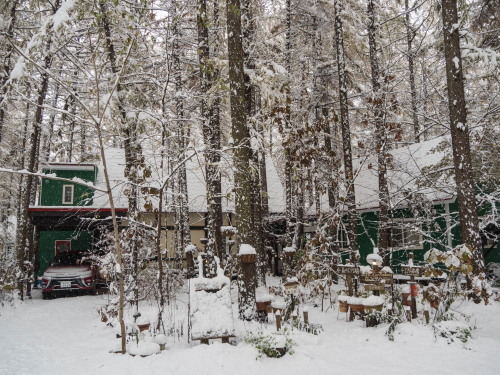 紅葉真っ只中の”カラマツ”にも積雪・・今年は早い?_f0276498_22344142.jpg