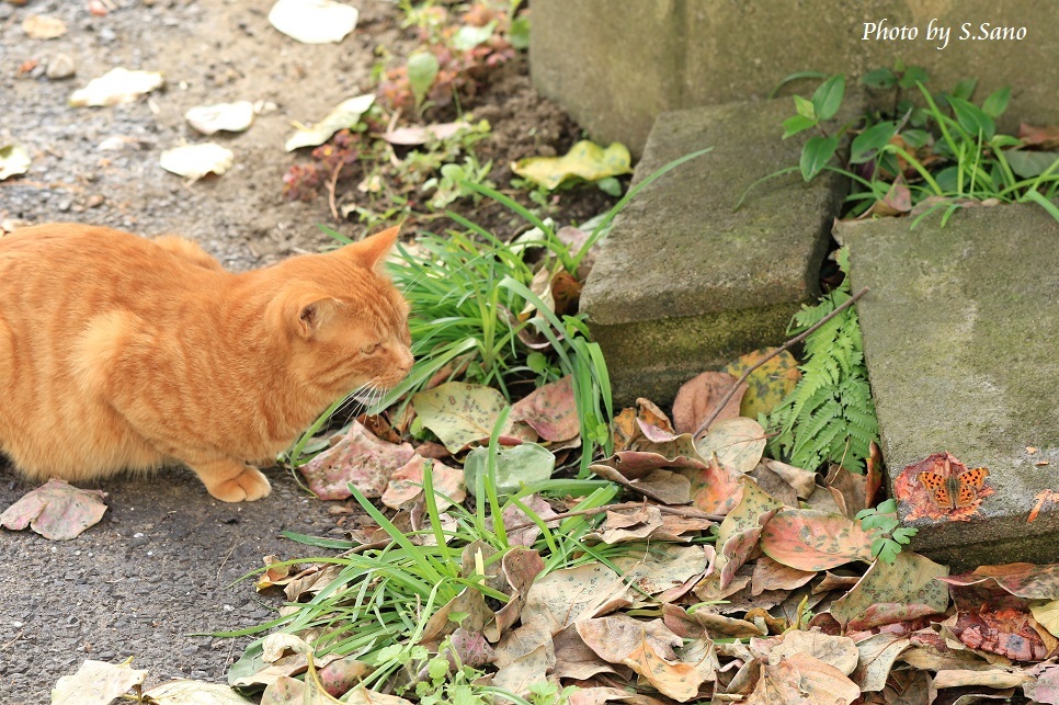 キタテハ vs ネコ_b0348205_18592313.jpg