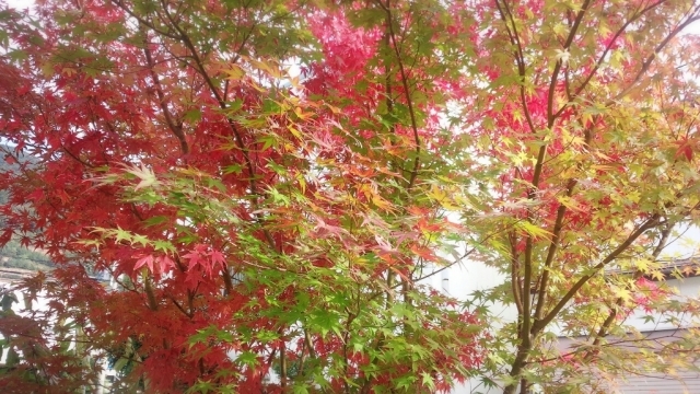 紅葉の庭でお茶しましょ♪_b0345108_23402362.jpg