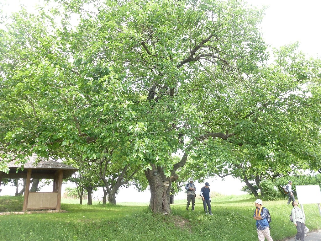 a0348309_1157866.jpg
