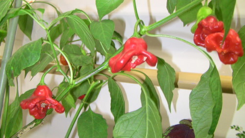 e0336009_00541079.jpg