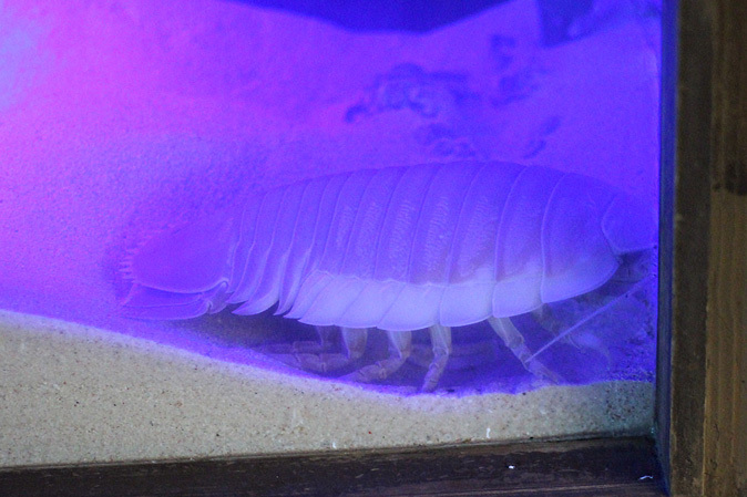 八景島 ZONE5~イッテQ!水族館_b0355317_22113424.jpg