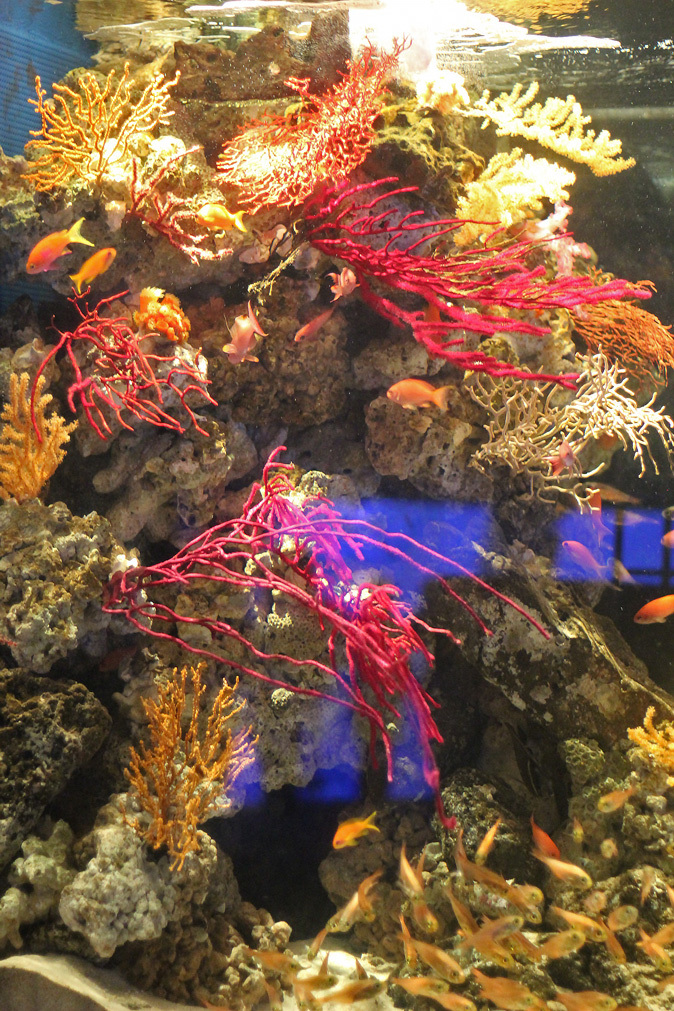 八景島 ZONE5~イッテQ!水族館_b0355317_22131486.jpg