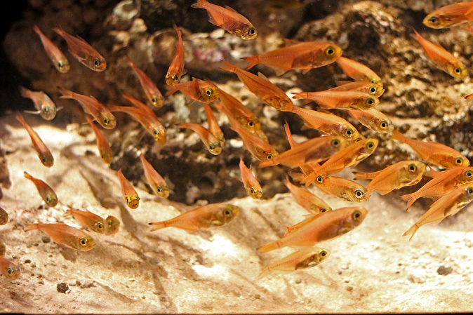 八景島 ZONE5~イッテQ!水族館_b0355317_22222897.jpg