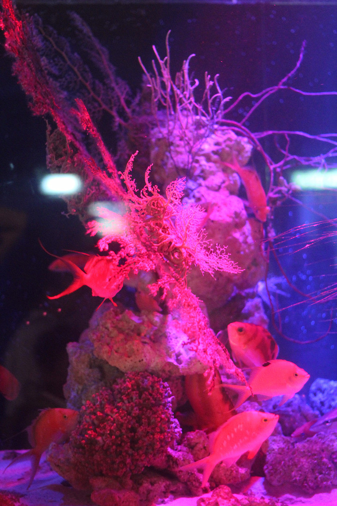 八景島 ZONE5~イッテQ!水族館_b0355317_22251406.jpg