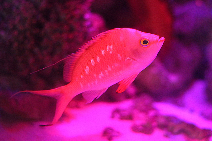 八景島 ZONE5~イッテQ!水族館_b0355317_22280941.jpg