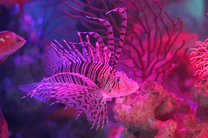 八景島 ZONE5~イッテQ!水族館_b0355317_22315445.jpg
