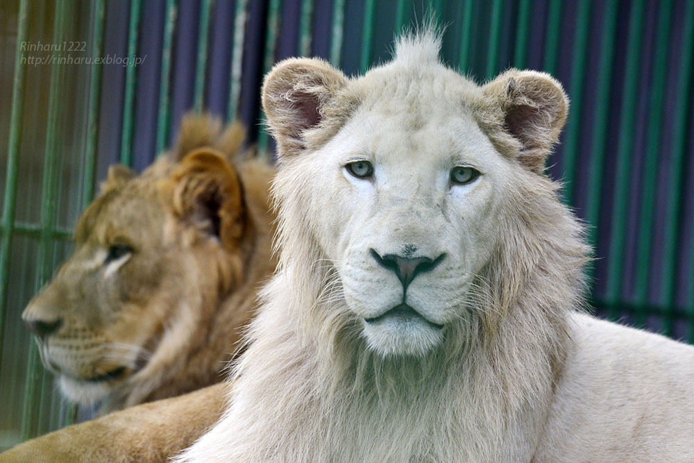 2016.9.24 東北サファリパーク☆ホワイトライオンのポップとライオンの