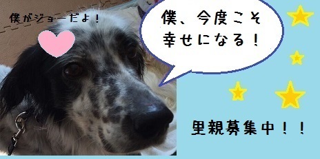 長崎中型犬多頭飼育崩壊レスキュー応援バザー_f0343323_21430865.jpg