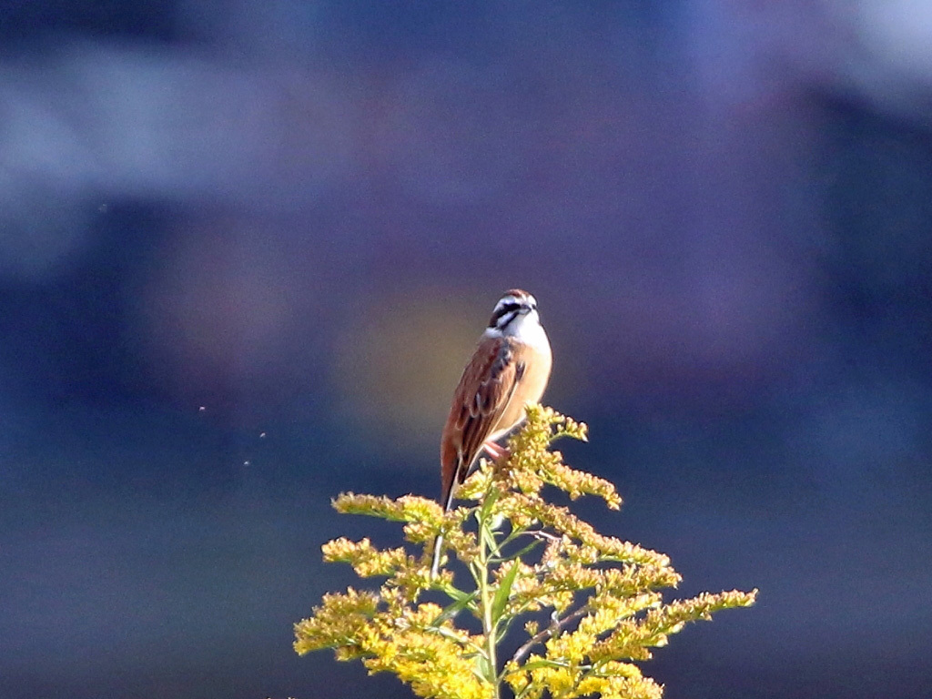 クロノビ　ホウアカ_f0368325_20560920.jpg