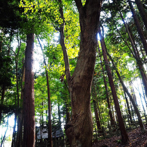 秩父三社巡りー寶登山神社_e0243332_15561732.jpg