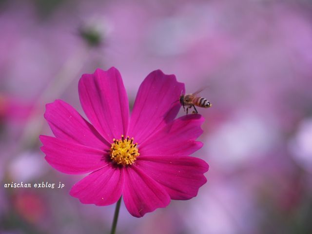 秋桜と瀬戸内海♪_f0295238_18105321.jpg