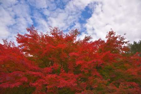 2016年10月31日　清里　紅葉めぐり_c0314839_05424568.jpg