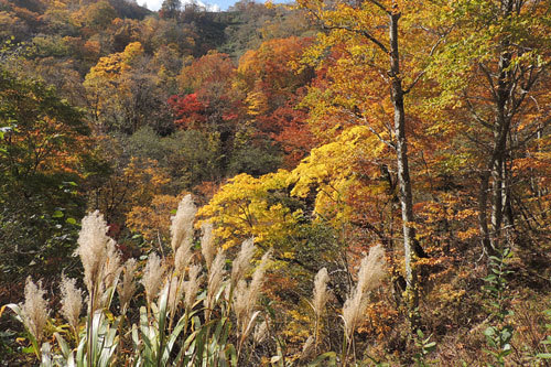 近場の山で紅葉狩。_c0023443_12292529.jpg