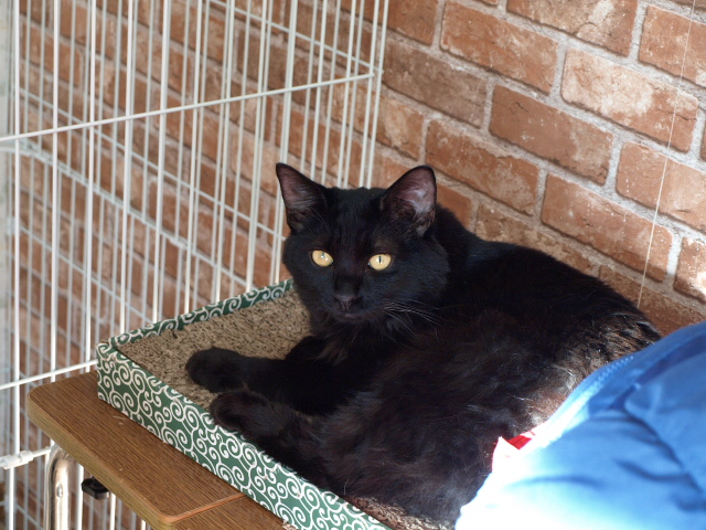 猫カフェ ニャンコ・リズム_d0153062_904318.jpg