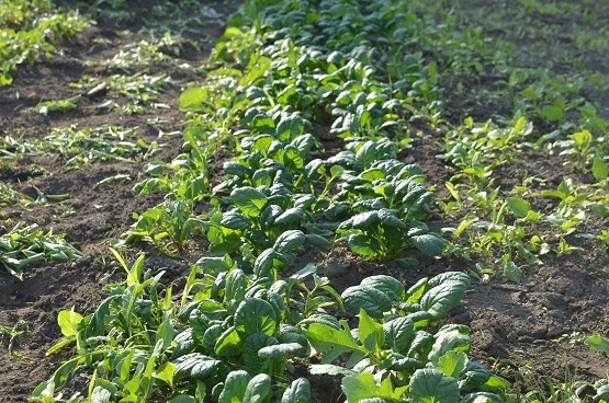 f0186462_23514700.jpg